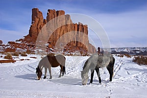 Horses Grazing and Foraging in the Winter mountain photo