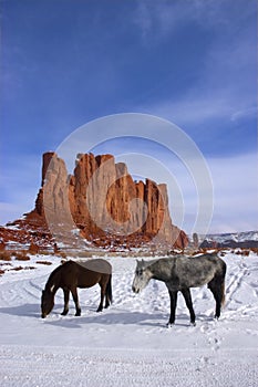 Horses Grazing and Foraging in the Winter mountain