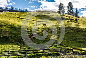 Horses grazing on the gassy slope near the trees