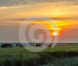 Horses grazing in grasland at sunrise