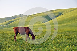 Horses grazing grass