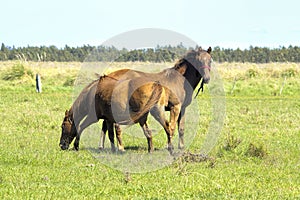 Horses grazing on the grass field