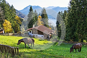 Horses grazing grass in the mountain meadow in Fall