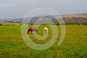 Horses grazing on green field against vast landscape