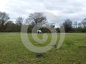 Horses grazing on the green fields