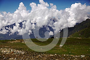 horses grazing on green grass in mountain valley, Indian Himalayas,