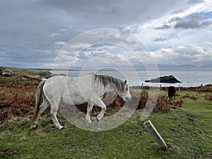 Horses grazing in a green meadow on a cloudy day. Newborough, Anglesey photo