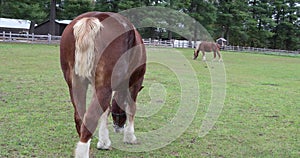 Horses grazing in green paddock