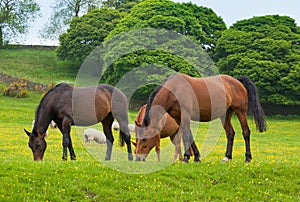 Horses grazing is green pasture.