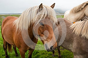 Horses grazing on green pastures
