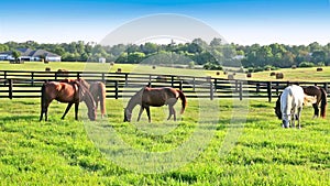 Horses grazing on green pastures of horse farm. Country summer landscape