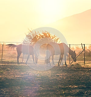 Horses grazing in haras