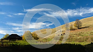 Horses grazing on a hill