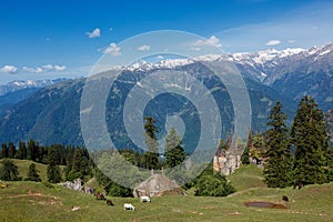 Horses grazing in Himalayas mountains