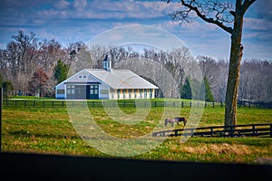 Horses grazing on a horse farm in Central Kentucky photo