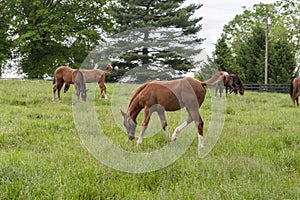 Horses grazing on a horse farm