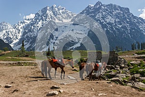 Horses grazing, ice covered mountains