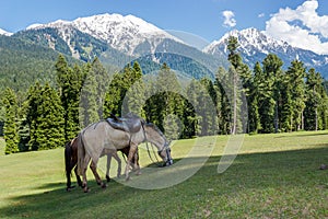 Horses grazing, Jammu and Kashmir, Mini Switzerland