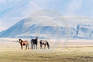 Horses grazing in the Kurai steppe