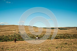 Horses grazing on landscape of rural lowlands