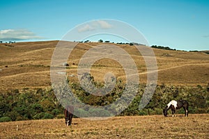 Horses grazing on landscape of rural lowlands