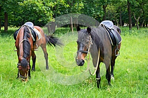 Horses grazing on the lawn