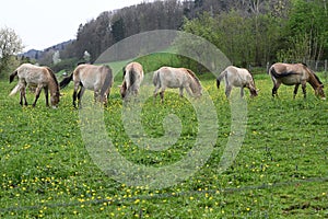 Horses grazing in lush green field with trees