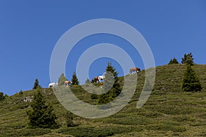 Horses grazing in lush pasture in Alpe di Siusi, South Tyrol, Italy