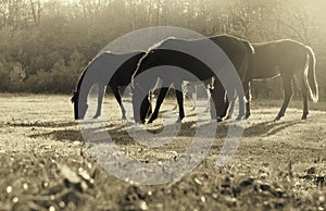 Horses grazing in a meadow.