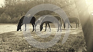 Horses grazing in a meadow.