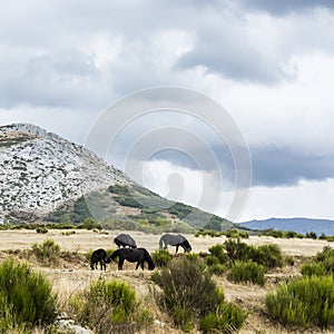 Horses Grazing on a Meadow