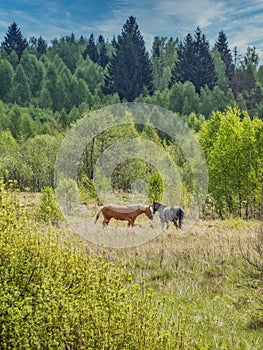 Horses grazing in a meadow.