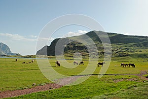 Horses grazing in the meadow