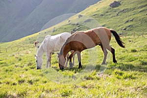Horses grazing in the meadow