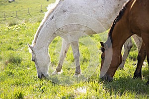 Horses grazing in the meadow