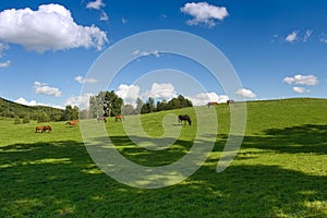 Horses grazing on meadow