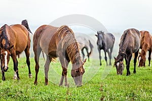 Horses grazing in a meadow
