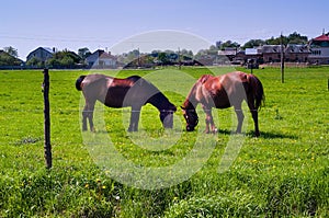 Horses grazing in the meadow against the background of houses, concept of domestic animals in the natural environment, close-up,