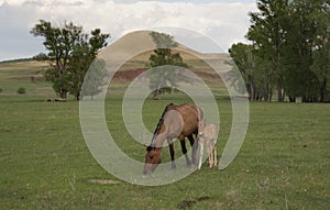 Horses grazing on a meadow field