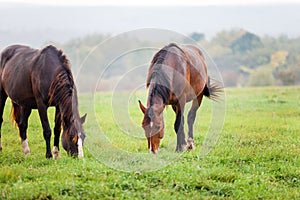 Horses grazing in a meadow near a forest