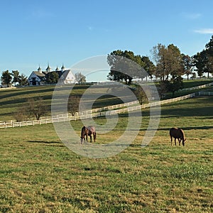 Horses grazing in the meadow