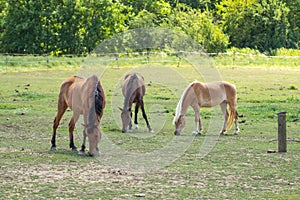 Horses grazing in the meadow. Three horses.