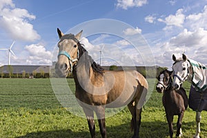 Horses grazing on a meadow with wind turbines