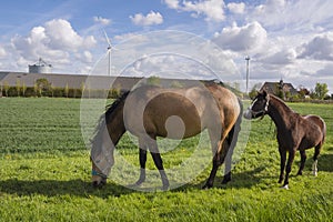Horses grazing on a meadow with wind turbines