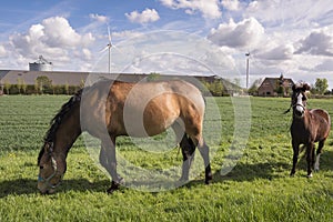 Horses grazing on a meadow with wind turbines