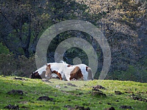 horses grazing in the meadows of mount jaizkibel in the basque country photo