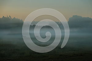 Horses grazing on a misty field