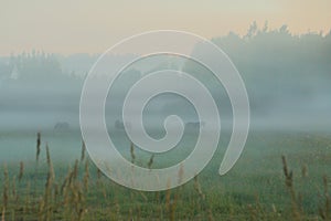 Horses grazing on a misty field