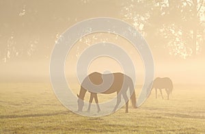 Horses grazing on misty pasture