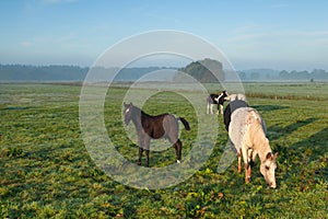 Horses grazing on morning pasture